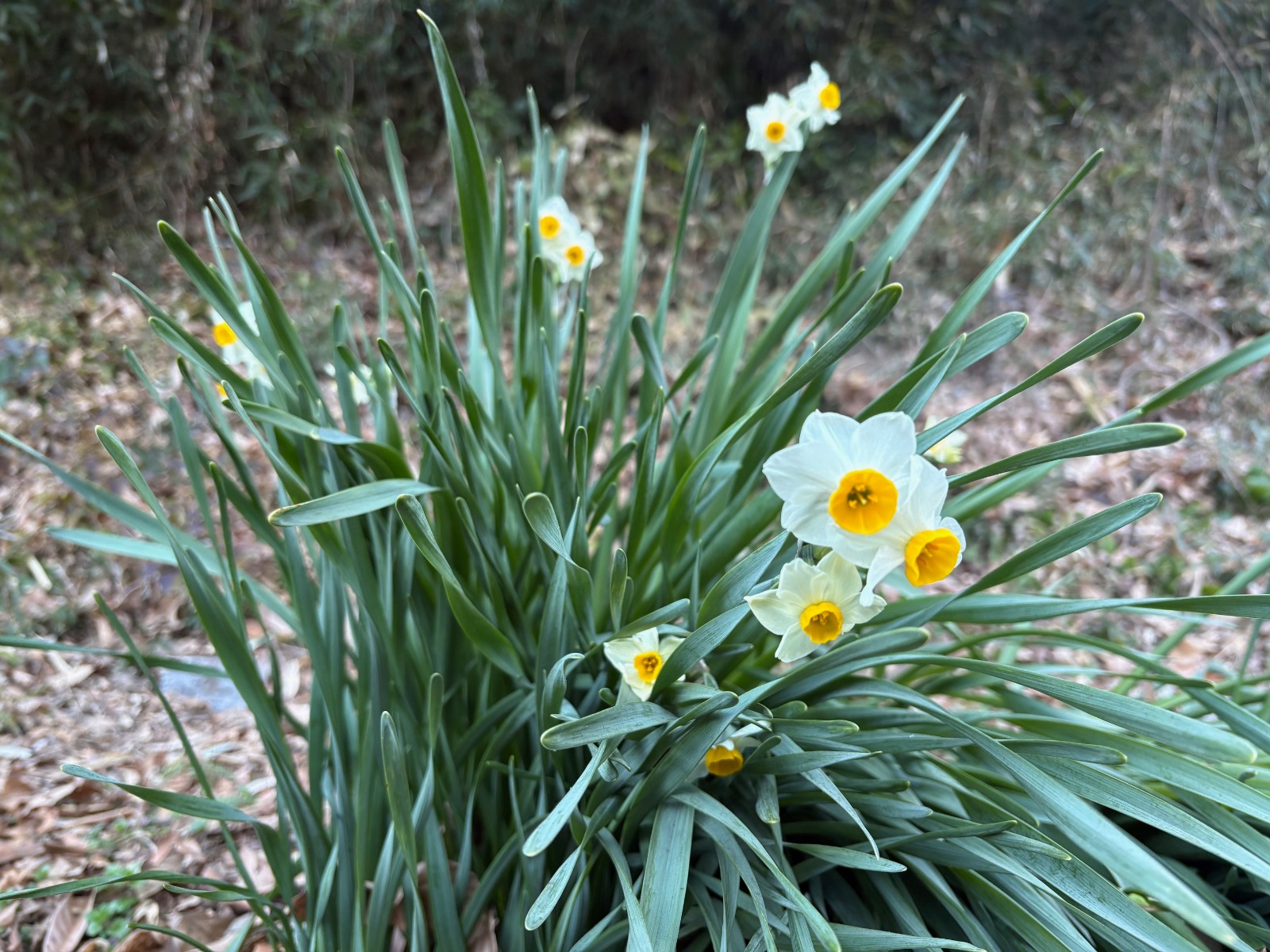 梶原の森たんぽぽ保育園トップページ：社会福祉法人 鎌倉たんぽぽ会